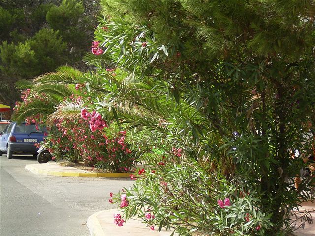 CalaRajadaMallorca (9).JPG